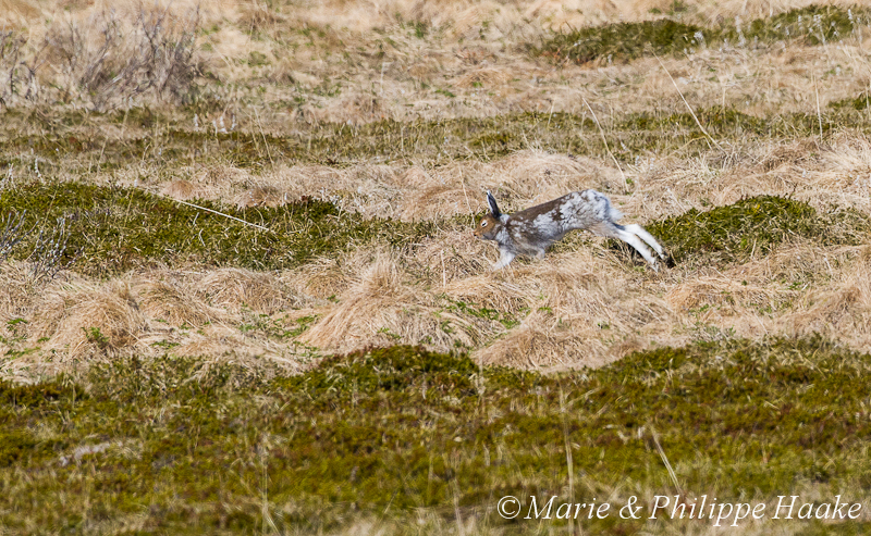 Lievre variable 7375.jpg - Lièvre variable, Lepus timidus (Vadsoya, Norvège, juin 2012)